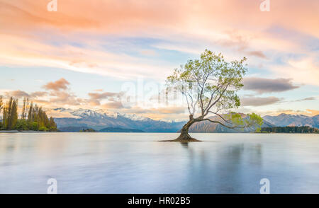 Al amanecer, único árbol de pie en el agua, el Lago Wanaka, Wanaka, Árbol Roys, bahía de Otago, Southland, Nueva Zelanda