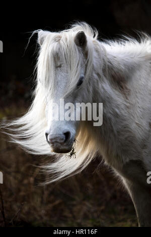 Flintshire, al norte de Gales, Reino Unido. 26 Feb, 2017. Tormenta Ewan traerá aún más fuertes vientos hoy con velocidades de más de 60km/h como se pulveriza en partes del Reino Unido y el norte de Gales. Un mal día para el cabello esta Carneddau Pony esta mañana como los vientos comienzan a recoger cerca de la aldea de Lixwm Flintshire, Crédito: DGDImages/Alamy Live News Foto de stock