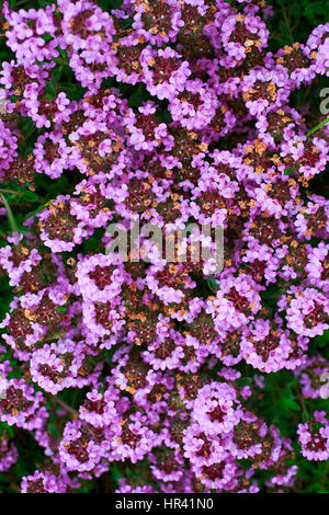 Jardín común o tomillo tomillo, o tomillo silvestre es un conocido variedad de tomillo con flores de color rosa. Nombre botánico es Thymus vulgaris Foto de stock