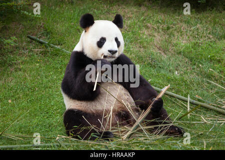 El panda gigante (Ailuropoda melanoleuca) en Beauval Zoo en Saint-Aignan sur Cher, Loir-et-Cher, Francia. Foto de stock
