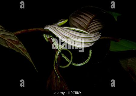Un goteo mojado de rayas verde Serpiente de Vid (Philodryas argentea) enrollada en la selva amazónica en la noche en Loreto, Perú Foto de stock