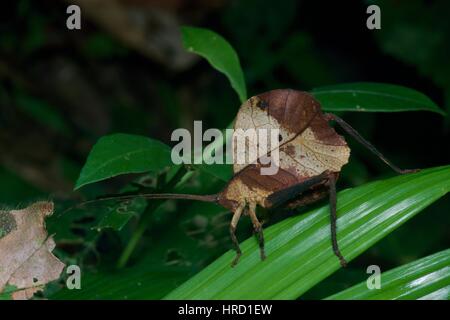Hoja muerta imitan los saltamontes americanos (Typophyllum sp.) sobre una hoja en la selva amazónica en la noche en Loreto, Perú