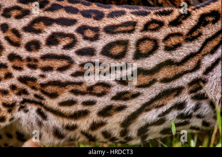 Gato onza fotografías e imágenes de alta resolución - Alamy