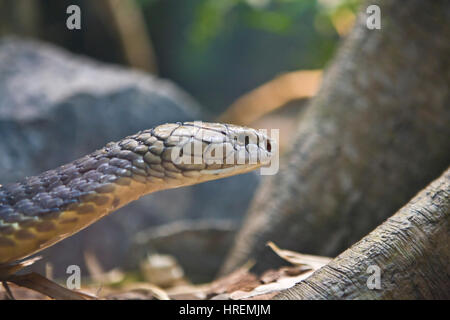 Uma cobra azul com gotas de água na cabeça