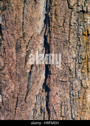 La agradable textura de un enorme árbol de corteza