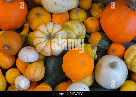 Surtido de verduras de otoño, calabazas y calabazas, Derbyshire, Inglaterra, Reino Unido