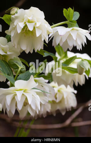Flores dobles blancas de una forma seleccionada de la Rose cuaresmal, Helleborus x hybridus Foto de stock