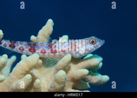 Zamburiña lizardfish (Synodus variegatus) submarina en coral blando en el Mar Rojo. Foto de stock