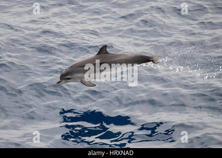 Menores de delfines moteados del Atlántico, Stenella frontalis, incumpliendo frente al Sahara Occidental, África del Norte, el Océano Atlántico Foto de stock