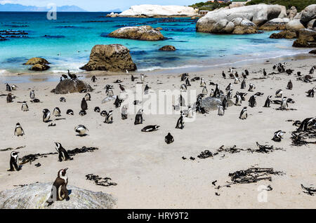 Los pingüinos africanos o negro-footed penguin - Spheniscus demersus - en la playa Boulders, Cape Town, Sudáfrica Foto de stock