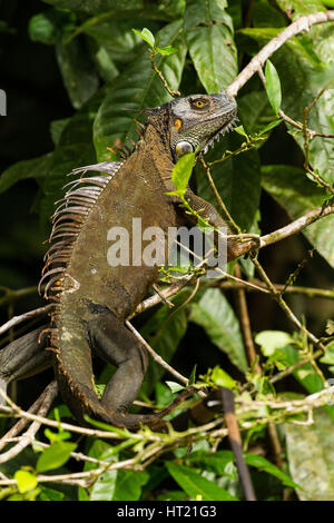 Un adulto grande Iguana verde, Iguana iguana, en un árbol en la selva tropical en el Parque Nacional de Tortuguero, Costa Rica. Foto de stock