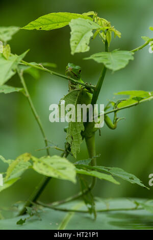 Un niño Iguana verde, Iguana iguana, oculta en hojas de protección en Costa Rica. Foto de stock
