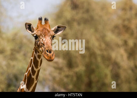 Retrato de una jirafa reticulada (Giraffa camelopardalis reticulata), Samburu, Kenia