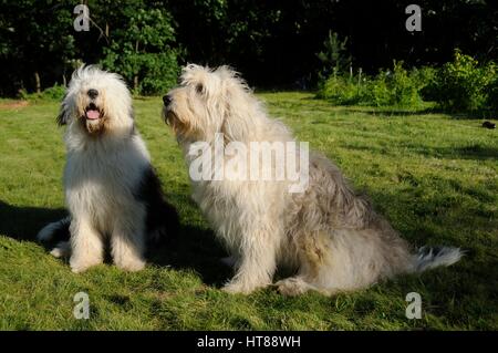 T Responder Seguir Perro pastor del sur de rusia fotografías e imágenes de alta resolución -  Alamy