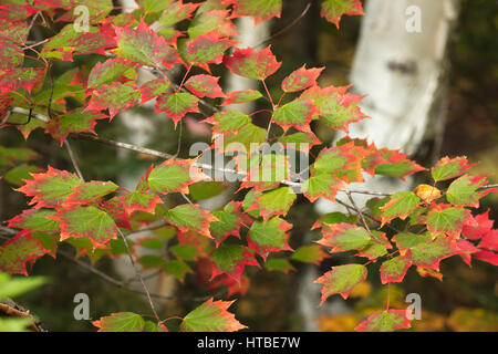 Colores de otoño los halos Charlton lago Whitefish, nr Falls, distrito de Sudbury, Ontario, Canadá