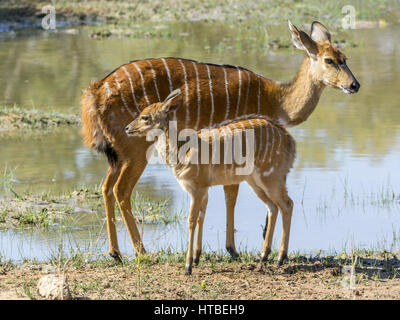 Nyalas (Tragelaphus angasii) madre con menores en el abrevadero, Parque Nacional Marakele, Limpopo, Sudáfrica Foto de stock