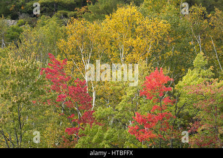 Colores de otoño los halos Frood lago Whitefish, nr Falls, distrito de Sudbury, Ontario, Canadá Foto de stock