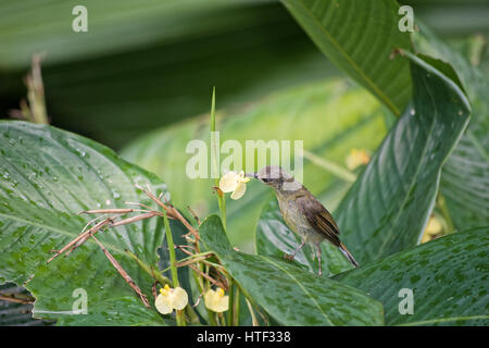 Oliva sunbird, respaldados Cinnyris jugularis, salvaje, los jardines botánicos de Singapur Foto de stock