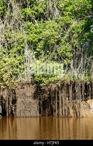 El bosque de manglares a lo largo del río Cuiabá, la región del Pantanal, Mato Grosso, Brasil, América del Sur