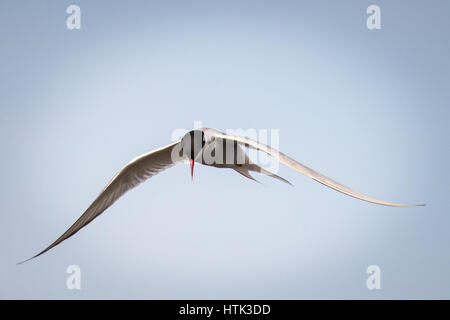 La hermosa charrán ártico en pleno vuelo Foto de stock