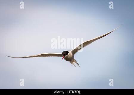 La hermosa charrán ártico en pleno vuelo Foto de stock