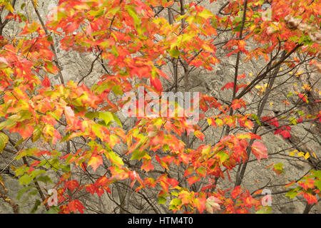 Colores de otoño los halos Frood lago Whitefish, nr Falls, distrito de Sudbury, Ontario, Canadá