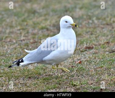 Annapolis, MD, EE.UU. - Marzo 14, 2017: una gaviota (Laridae) se encuentra en la hierba en el Sandy Point State Park.
