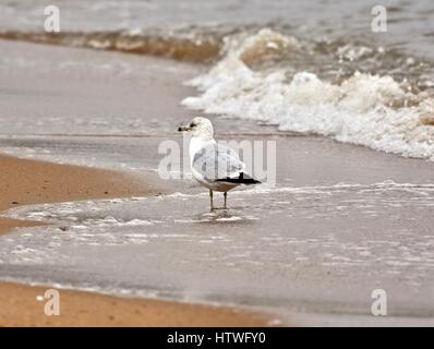 Annapolis, MD, EE.UU. - Marzo 14, 2017: una gaviota (Laridae) sentado en la playa en el Sandy Point State Park.