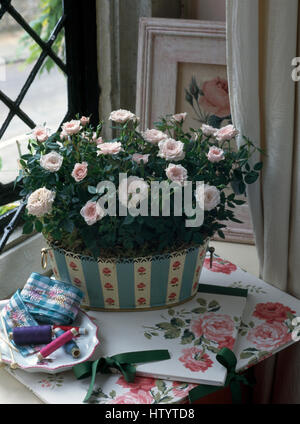 Close-up de un rosa rosa pálido en un bote de hojalata pintados de un rosa estampado con una mesa portátil coincidentes Foto de stock
