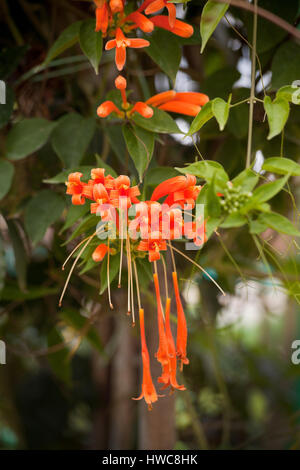 Pyrostegia venusta, también conocido comúnmente como trumpetvine flamevine o naranja, es una especie de planta del género Pyrostegia de la familia Bignoniaceae.