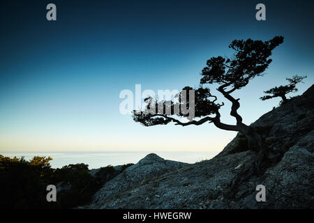 El árbol y el mar al atardecer. Paisaje de Crimea. Antecedentes de la naturaleza
