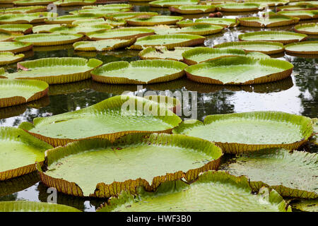 Los lirios de agua gigante (Victoria Amazonica) Jardín botánico sir Seewoosagur Ramgoolam, Mauricio Pamplemousses, Port Louis, Mauricio