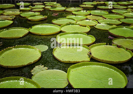 Los lirios de agua gigante (Victoria Amazonica) Jardín botánico sir Seewoosagur Ramgoolam, Mauricio Pamplemousses, Port Louis, Mauricio