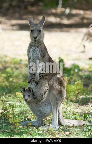 Australia, Victoria, Torquay, canguro gigante (Macropus giganteus), mujeres y pequeños en su bolsillo ventral Foto de stock