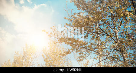 Ángulo de visión baja de árboles contra el cielo en día soleado Foto de stock