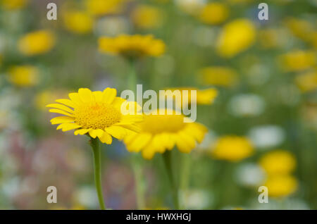 Manzanilla de color amarillo, Cota tinctoria o Anthemis tinctoria tinctoria subs. Foto de stock