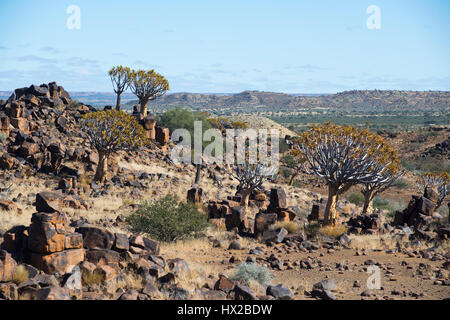 El carcaj tree forest (Aloe dichotoma) cerca de Keetmanshoop, Namibia Foto de stock