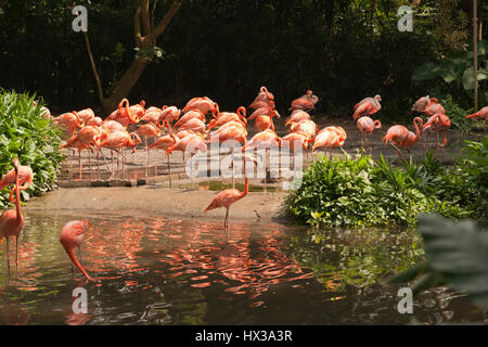 Gran grupo de flamencos rosados caminando por la orilla del agua potable durante el día en el sol. Foto de stock
