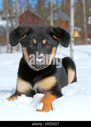 Retrato de lindo cachorro cruce pastor alemán jugando en la nieve fresca.