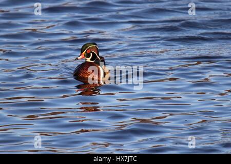 Un macho de pato de madera Aix sponsa nadar en un lago. Foto de stock