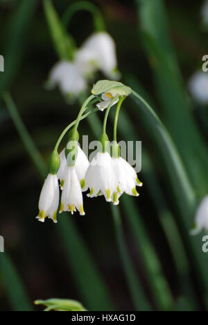 Flor de lirio de nieve fotografías e imágenes de alta resolución - Alamy