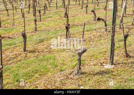 Los viñedos en la primavera. Preparación para el crecimiento de la uva. El trabajo en el viñedo Foto de stock