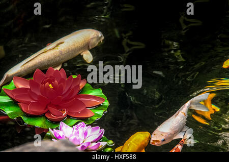 Peces Koi y flores en un estanque - Shanghai, China
