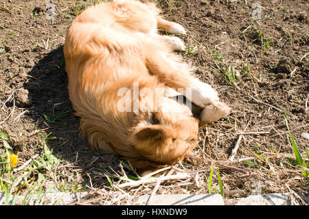 Brown perro doméstico está jugando en el suelo