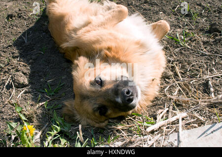 Brown perro doméstico está jugando en el suelo