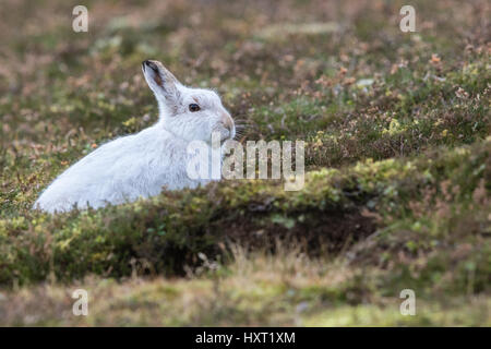 Cerca de la Montaña de la liebre (Lepus timidus) en invierno en bata blanca heather Foto de stock
