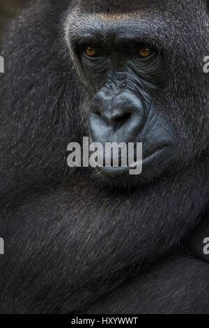 Gorila de las tierras bajas occidentales (Gorilla gorilla gorilla) retrato, cautivo, se produce en el África central. En peligro crítico de extinción. Foto de stock