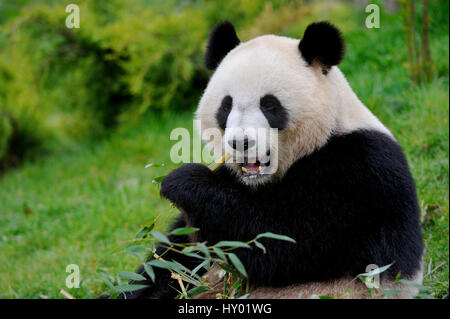 El panda gigante (Ailuropoda melanoleuca) comiendo bamboo.Beauval Zoo, Francia. Foto de stock