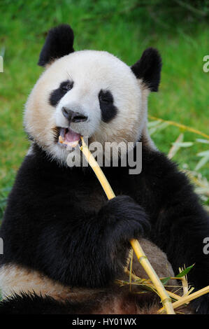 El panda gigante (Ailuropoda melanoleuca) comiendo bambú. Beauval Zoo, Francia. Foto de stock