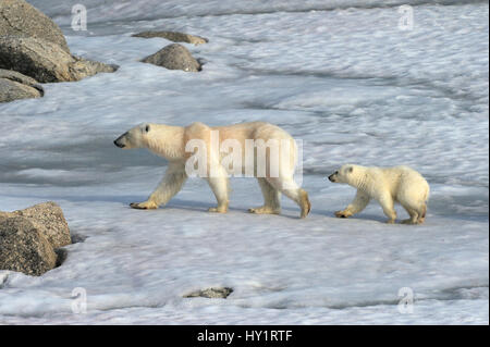 El oso polar (Ursus maritimus) madre y año nuevo cub, 6 meses, Svalbard, Noruega, julio de 2007. Especies en peligro de extinción.